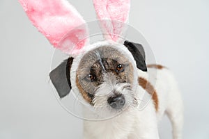 Close-up  Jack Russell terrier dog in bunny ears on a white background. Easter is a Traditional catholic holiday