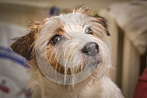 Close-up of a Jack russell terrier panting , isolated on white