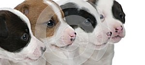 Close-up of Jack Russell Terrier puppies