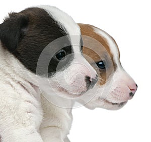 Close-up of Jack Russell Terrier puppies