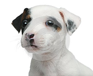 Close-up of Jack Russell Terrier puppy,