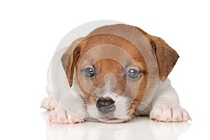 Close-up of Jack Russell terrier puppy