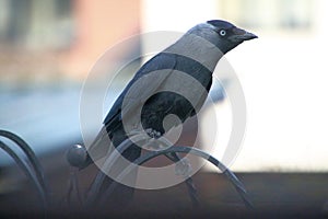 A close up of a Jackdaw