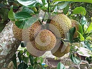 Close-up of a jackfruit growing on a tree