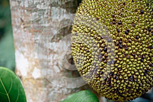 Close up of jackfruit hanging in a tree in bali