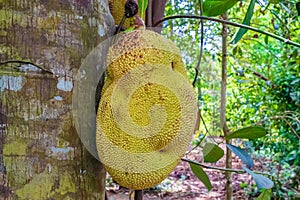 Close up of jackfruit, jaca hanging from a jackfruit tree. Species Artocarpus heterophyllus. Zanzibar, Tanzania