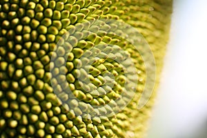 Close up of jackfruit shell