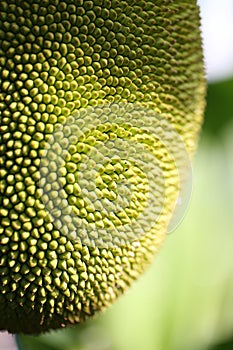 Close up of jackfruit shell