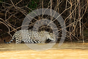 Close up of a Jaguar hunting in a river