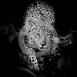 Close up Jaguar Portrait