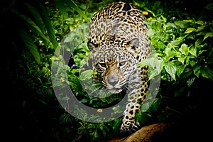 Close up Jaguar Portrait