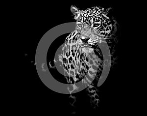 Close up Jaguar Portrait