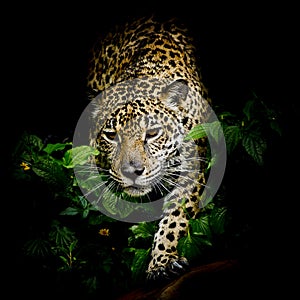 Close up Jaguar Portrait