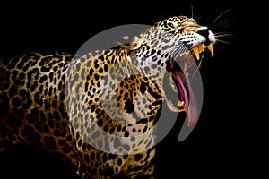 Close up Jaguar Portrait