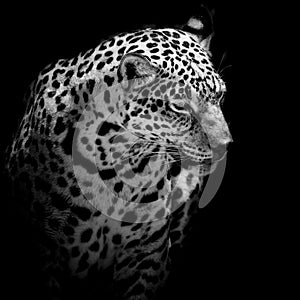 Close up Jaguar Portrait