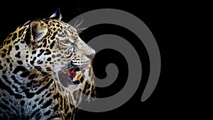 Close up Jaguar Portrait