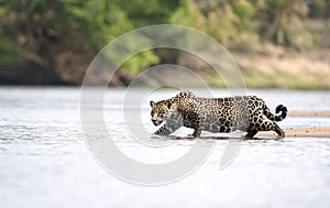 Close up of a Jaguar stalking prey in water