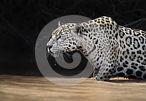 Close up of a Jaguar stalking prey in water