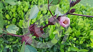 close-up Jamaica Sorrel, Red Sorrel, Roselle, Hibiscus sabdariffa L. on plant