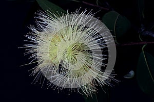 Close up of Jambo flower. photo