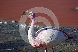 Close up of James flamingo at Laguna Colorada. Eduardo Avaroa Andean Fauna National Reserve. Bolivia photo