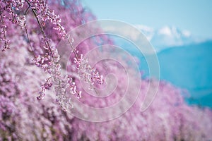 Close-up Japan spring cherry blossom for background