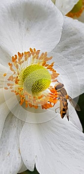 Close Up of Japanese Anemone with insect