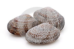 Close up of Japanese asari clams