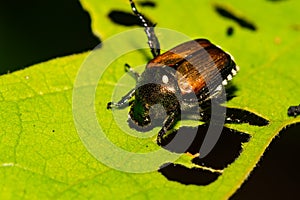 Japanese Beetle skeletonizing a leaf in the garden.