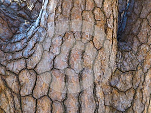 Close up of Japanese Black pine tree trunk and limbs.