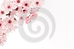 Close up of japanese cherry blossom with white background and copy space