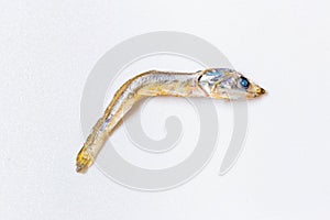 Close up of Japanese dried infant sardine used as seasoning in Japanese foods