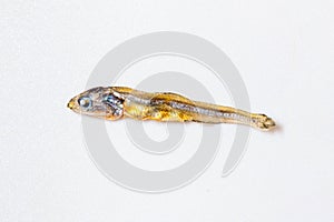 Close up of Japanese dried infant sardine used as seasoning in Japanese foods and cooking