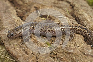 Close up of a Japanese endemic streamside Hida salamander, Hynobius kimurae on a piece of wood