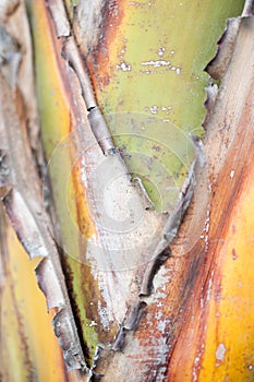 Japanese fiber banana tree trunk