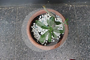 Close-up of Japanese frangipani bonsai ornamental plant in pot.