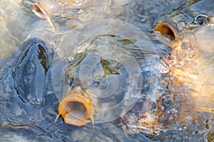 Close up, Japanese golden fish