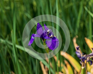 a close up of a Japanese Iris blossom in the front garden