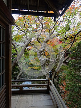 Close up of a Japanese maple leaf tree