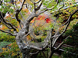 Close up of a Japanese maple leaf tree