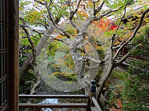 Close up of a Japanese maple leaf tree