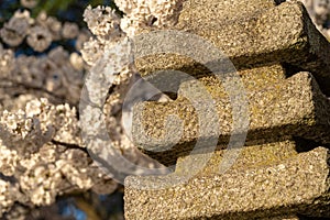 Close up of the Japanese Pagoda at the Washington DC Tidal Basin during cherry blossom season