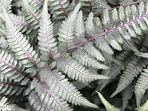 Close Up of Japanese Painted Silver Leaf Fern