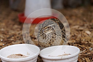 Close-up of the Japanese quail, Coturnix japonica, also known as the coturnix quail