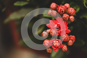 Close up of Japanese red quince flower with a green background