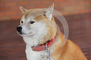 Close-up Japanese Shiba Inu dog