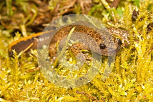 Close up of the Japanese Tsushima salamander , Hynobius tsuensis