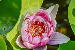 Close Up Of A Japanese Water Lily From Above