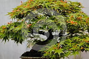 Close up of Japaneses maple bonsai tree