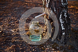 Close-up of a jar of birch sap near a birch tree